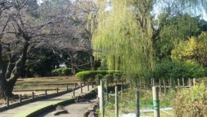 萩中公園　遊歩道沿いの柳の木です。