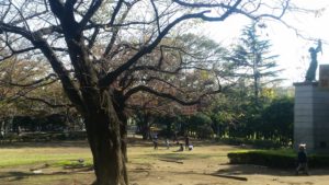 萩中公園　桜の広場。春はお花見でにぎわいます。