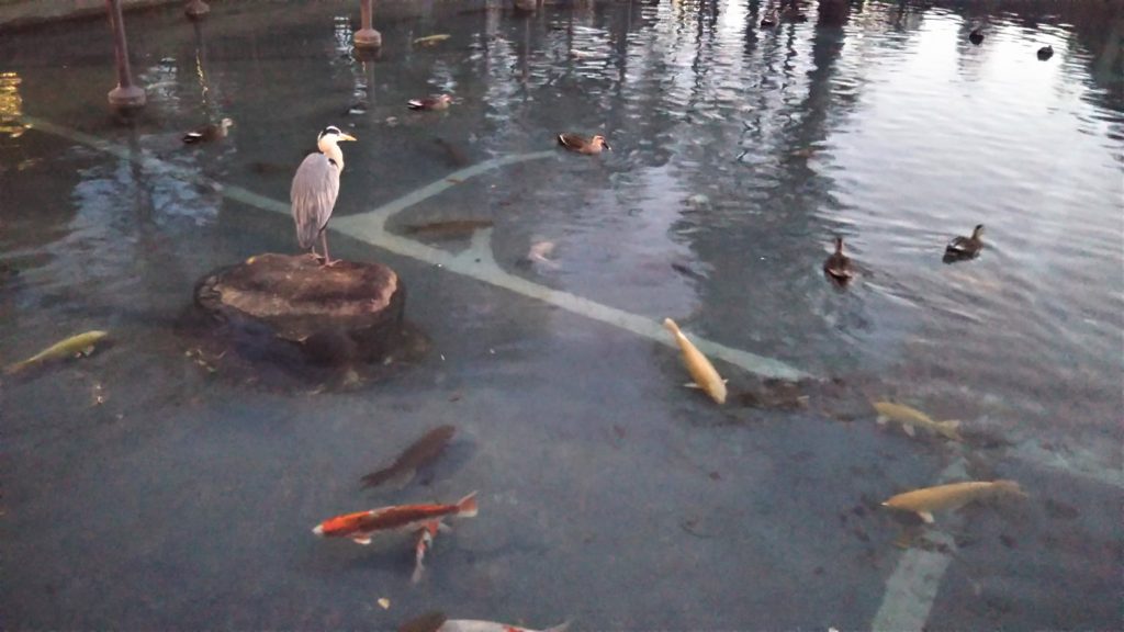 川崎大師の境内に池にいた、アオサギです。
鴨と錦鯉が泳いでいます。