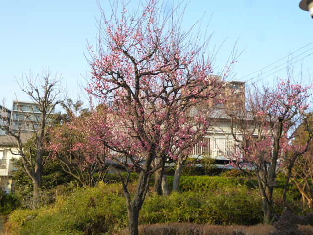 大田区大森南の桜梅公園の紅梅です。