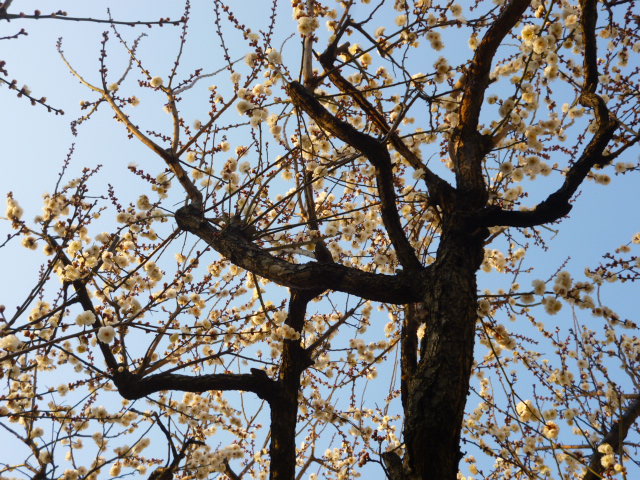 大田区大森南の桜梅公園の白梅です。