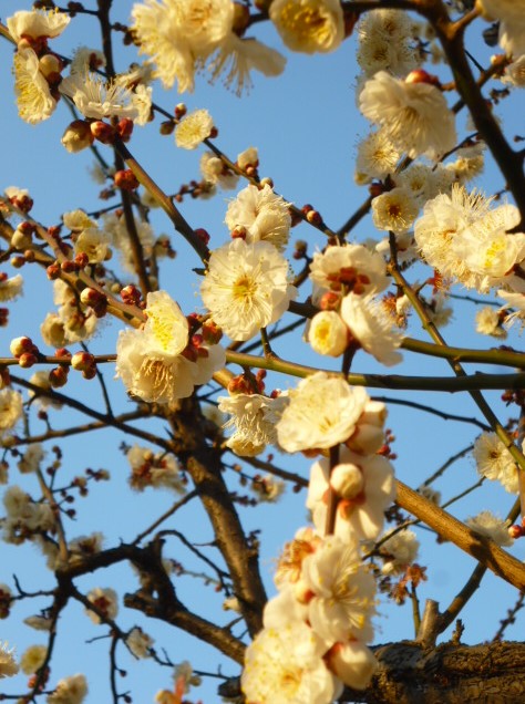 大田区大森南の桜梅公園の白梅です。
見ごろを迎えています。