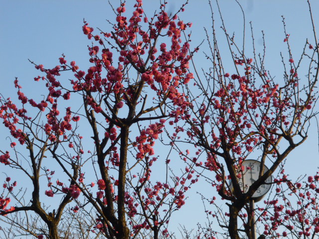 大田区大森南の桜梅公園の紅梅です。