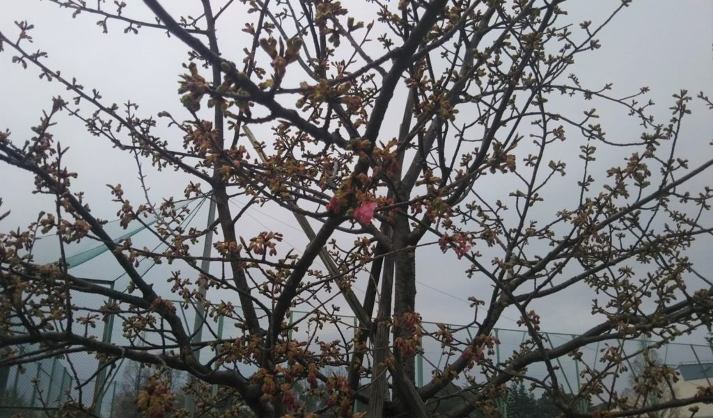 萩中公園の早咲きの桜です。
咲いています。