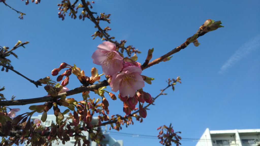 萩中公園の河津桜の濃いピンクの花です。
