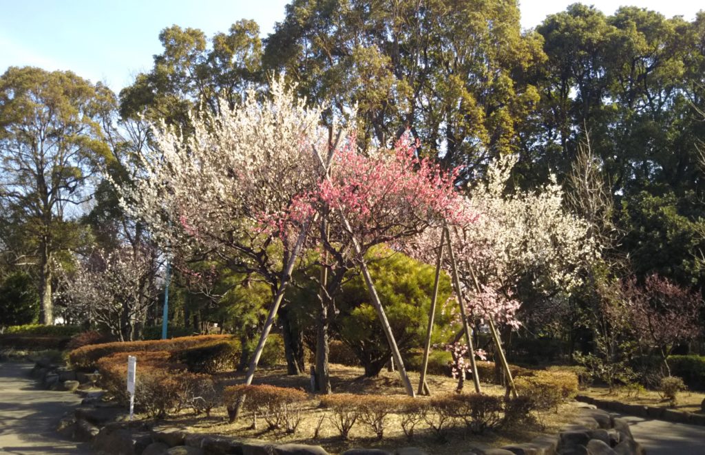 萩中公園の様々な種類の梅の花です。