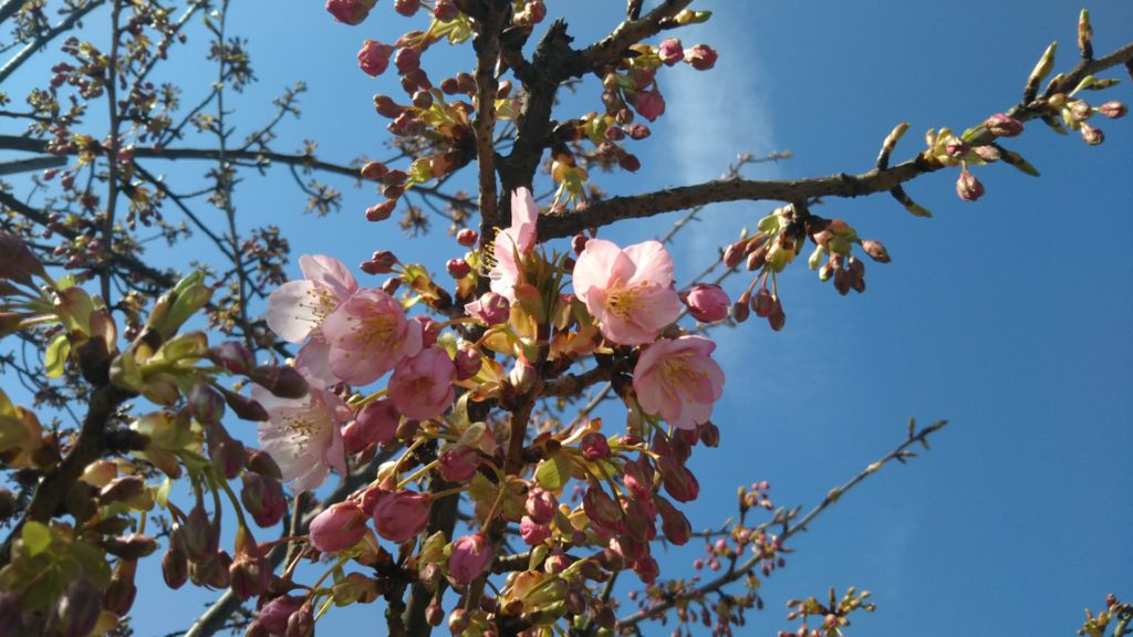 河津桜の花と青空です。