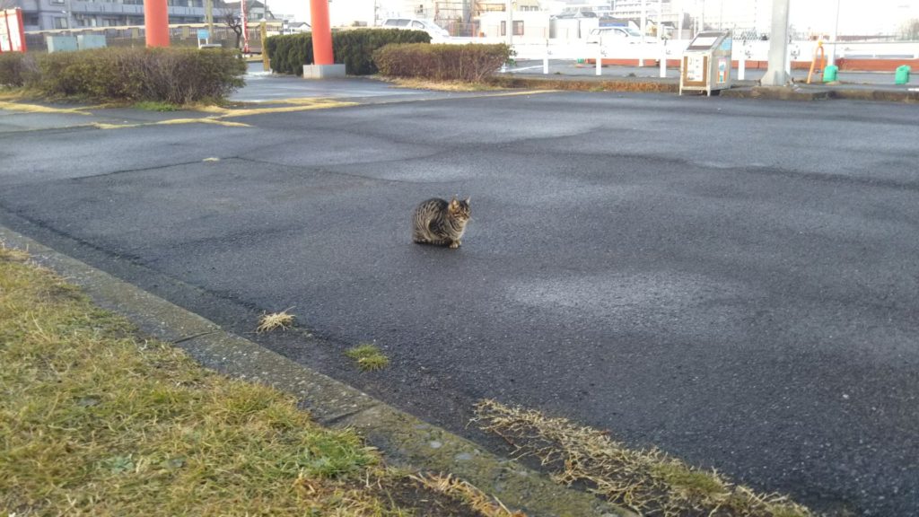 羽田空港で出会った猫さんです。
この猫は人にはあまり近づきませんでした。