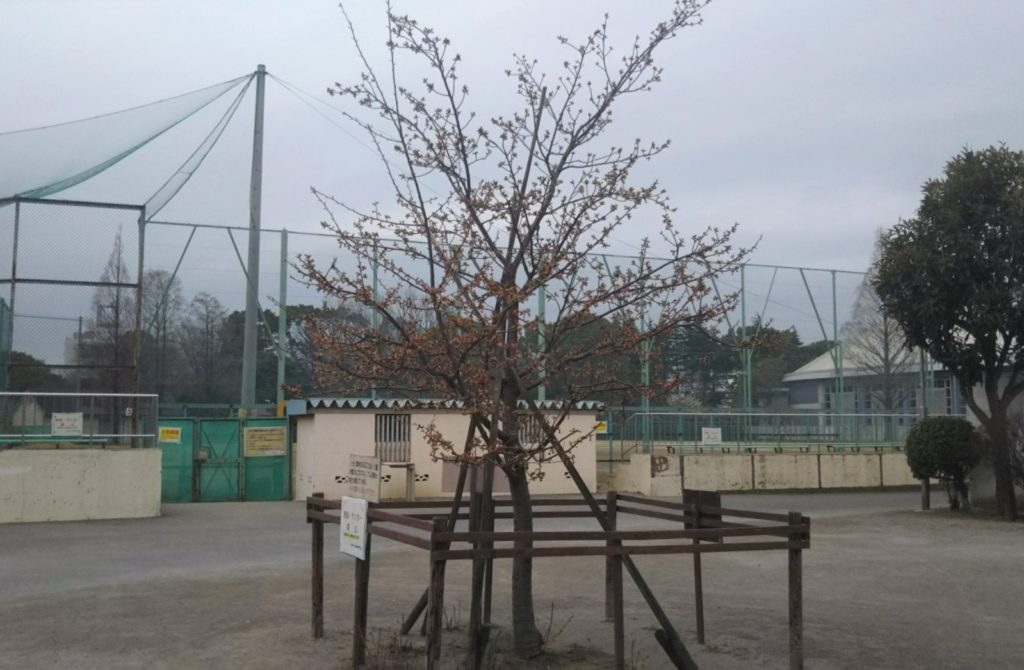 萩中公園の少年野球場の近くの早咲きの桜の木です。