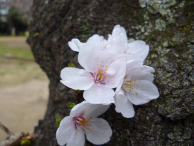萩中公園の桜の木の幹から咲いている桜です。