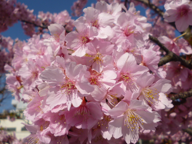 萩中公園の早咲きの桜です。