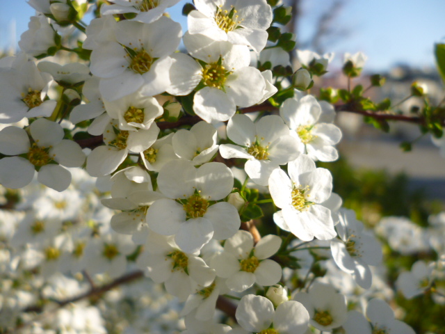 大田区萩中公園に咲いている雪柳の花です。