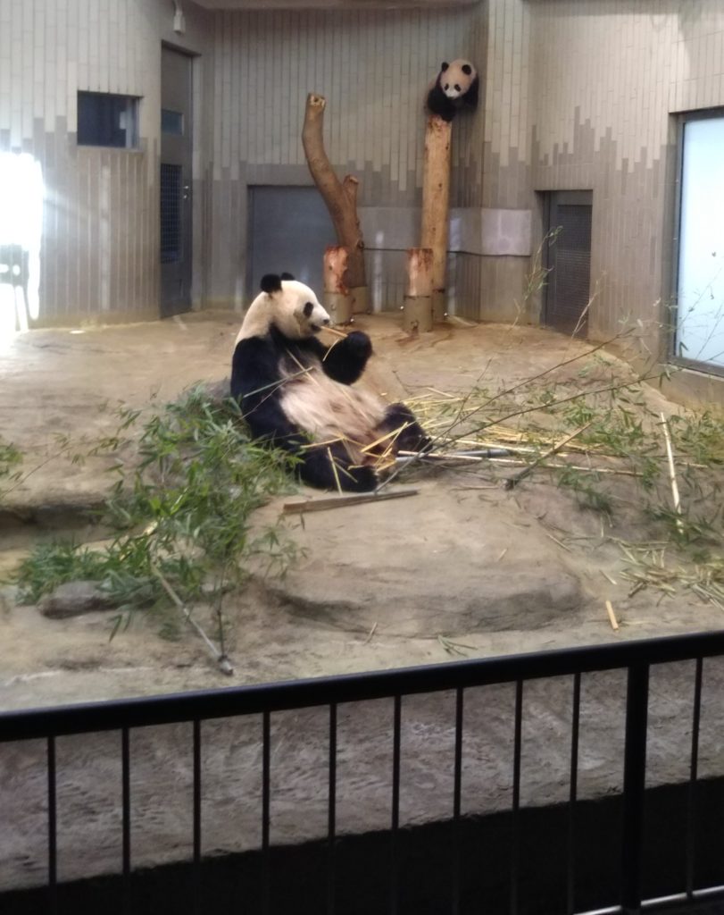 上野動物園のジャイアントパンダの親子、シンシンとシャンシャンです。