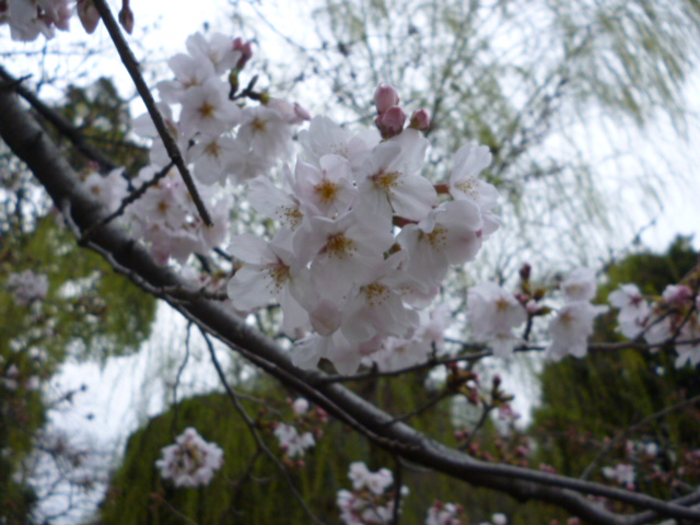 萩中公園の桜が咲きました。