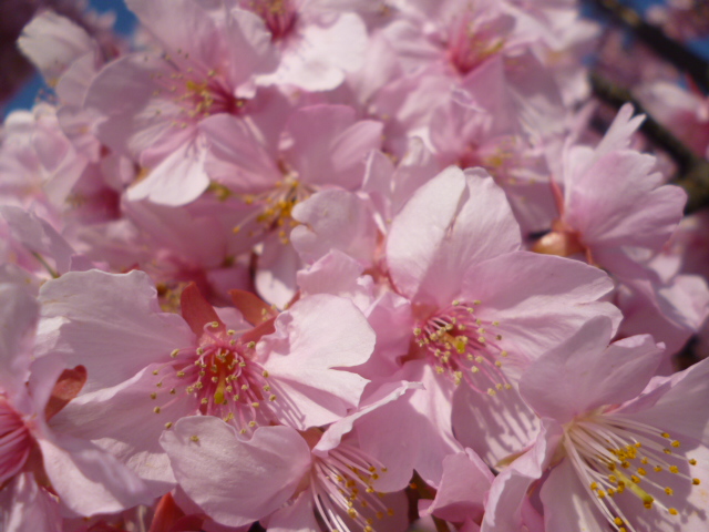 萩中公園の早咲きの桜が満開です。