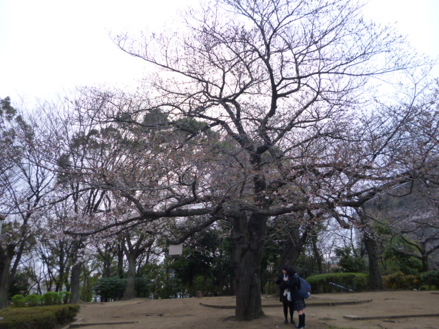 萩中公園の桜の木です。