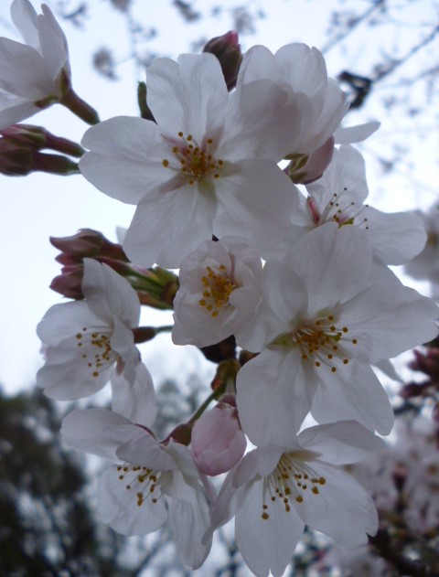 萩中公園の桜です。