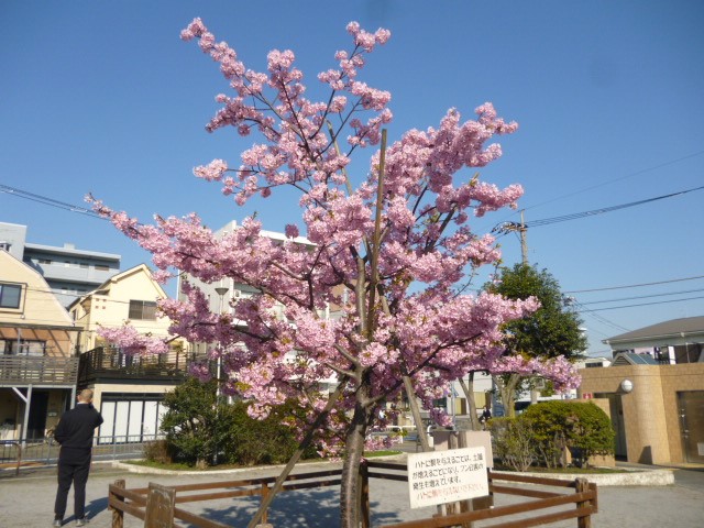 萩中公園の早咲きの桜が満開になりました。
