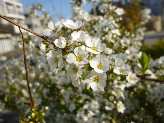 大田区萩中公園の雪柳が咲いています。