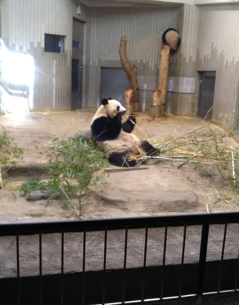 上野動物園の動物園のジャイアントパンダの親子、シンシンとシャンシャンです。
お尻を向けているのがシャンシャンです。