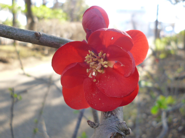 大田区萩中公園に咲いている木瓜の花です。