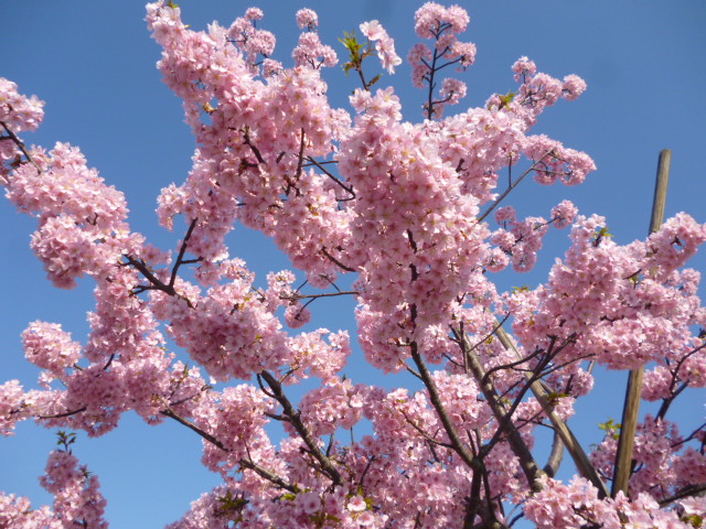 萩中公園の早咲きの桜です。満開です。