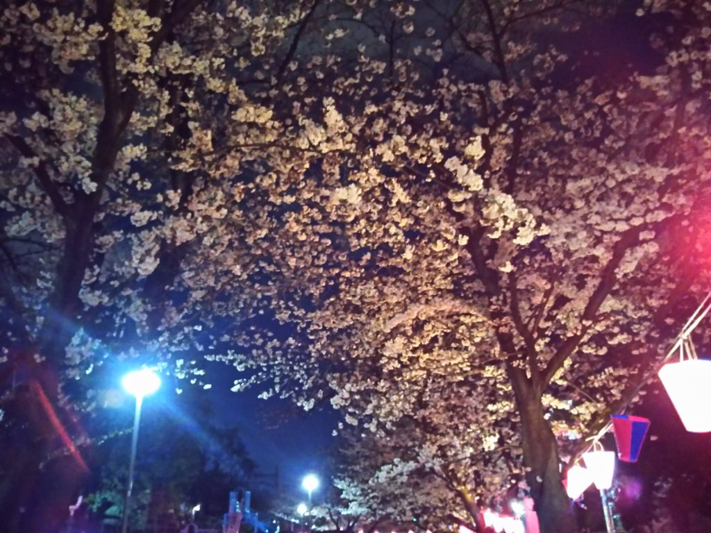 夜桜の元でお花見です。