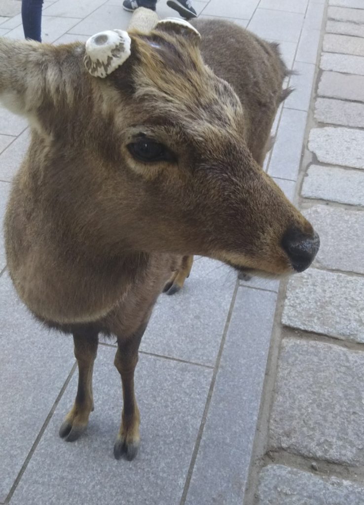 奈良東大寺の鹿です。
