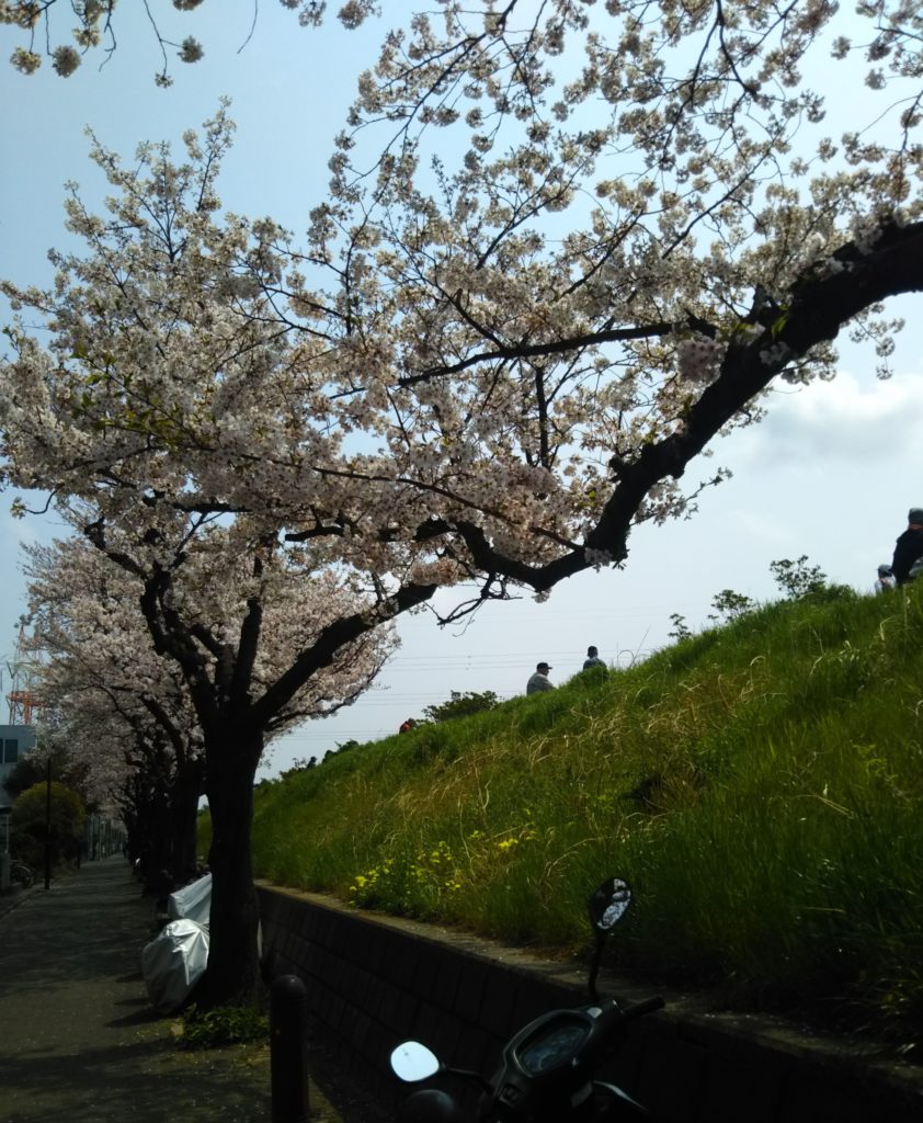 多摩川大師橋緑地沿いの桜です。