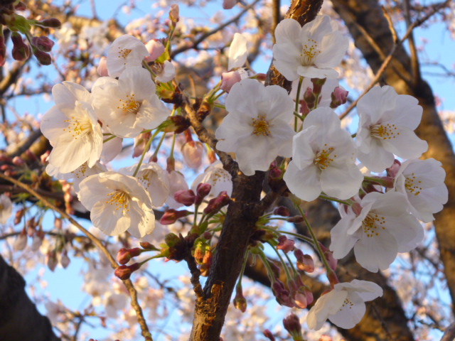 多摩川大師橋緑地の桜、まだ蕾もあります。