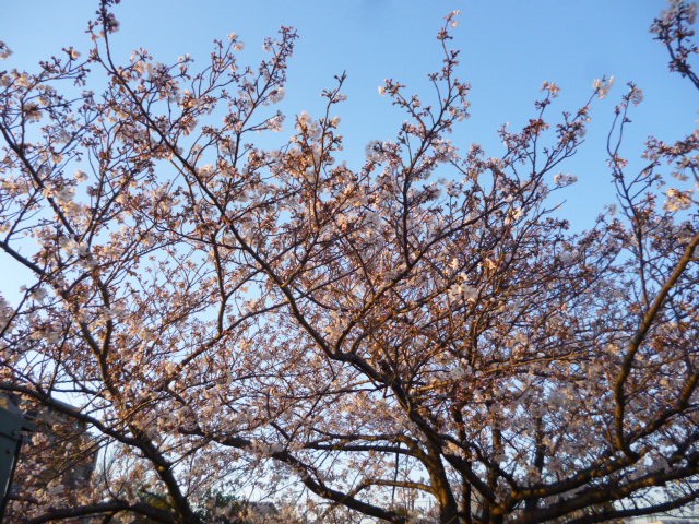 多摩川大師橋緑地の桜、まだ七分咲きといったところです。