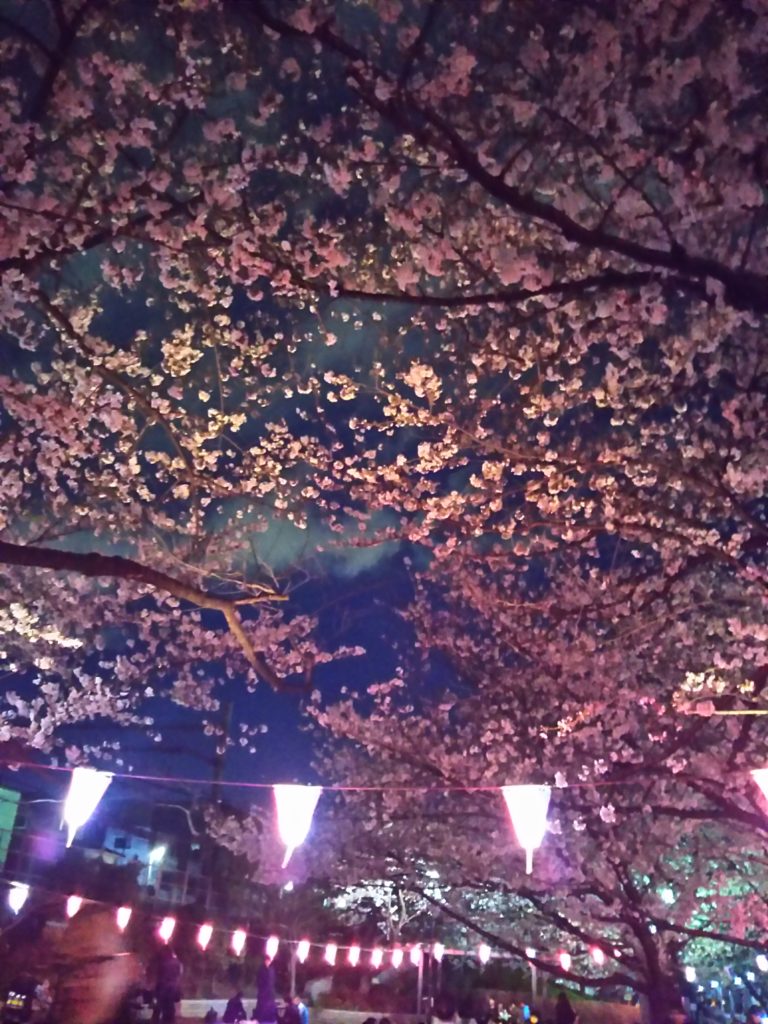 夜桜の元で宴会をする人々です。