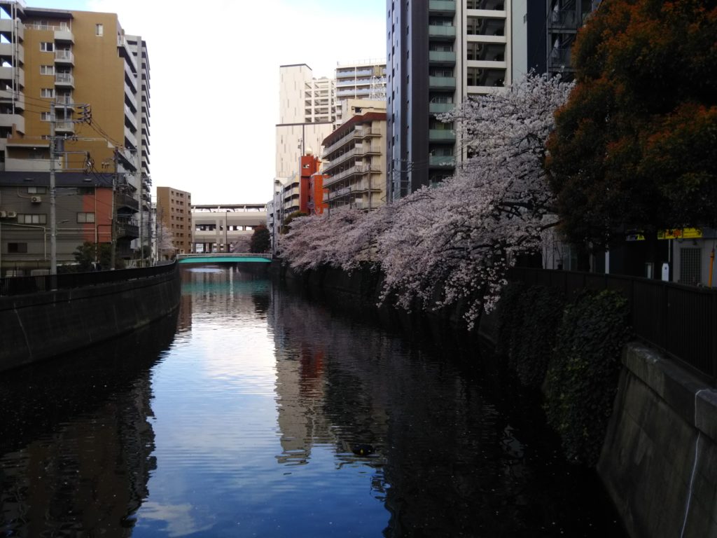 呑川の桜と京急蒲田駅です。