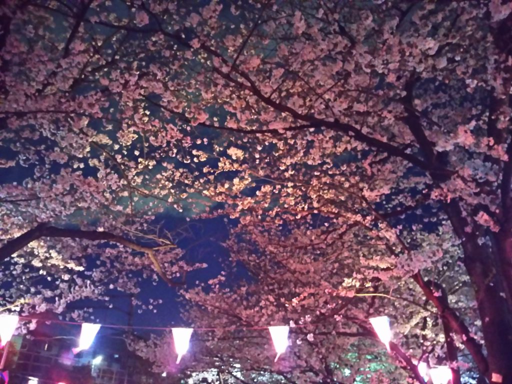 夜桜と宴会用の提灯です。