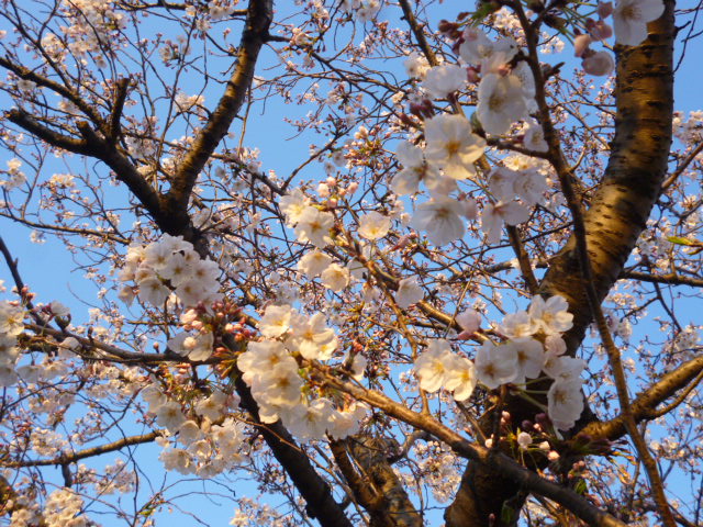 多摩川大師橋緑地の桜、まだ七分咲きです。