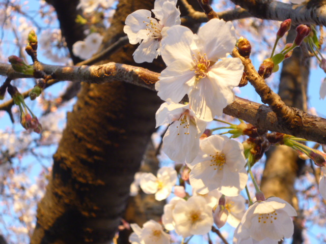 多摩川大師橋緑地の桜です。