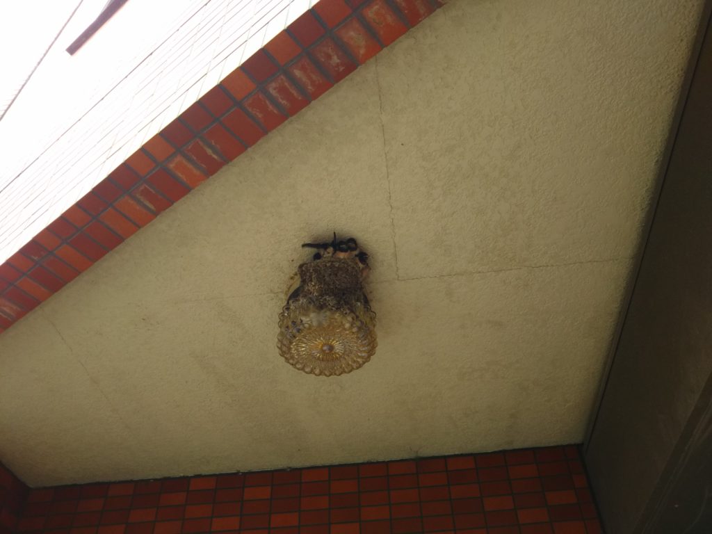 玄関照明の上のツバメの巣です。