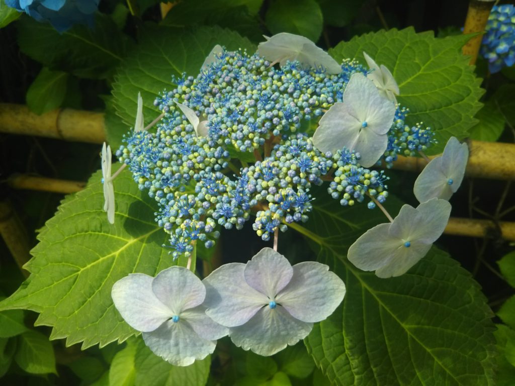 ガクアジサイの青い花です。