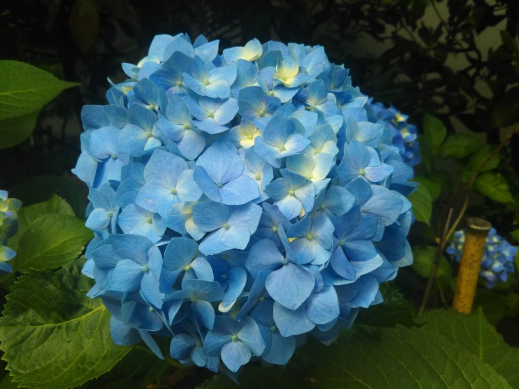 青い紫陽花の花です。