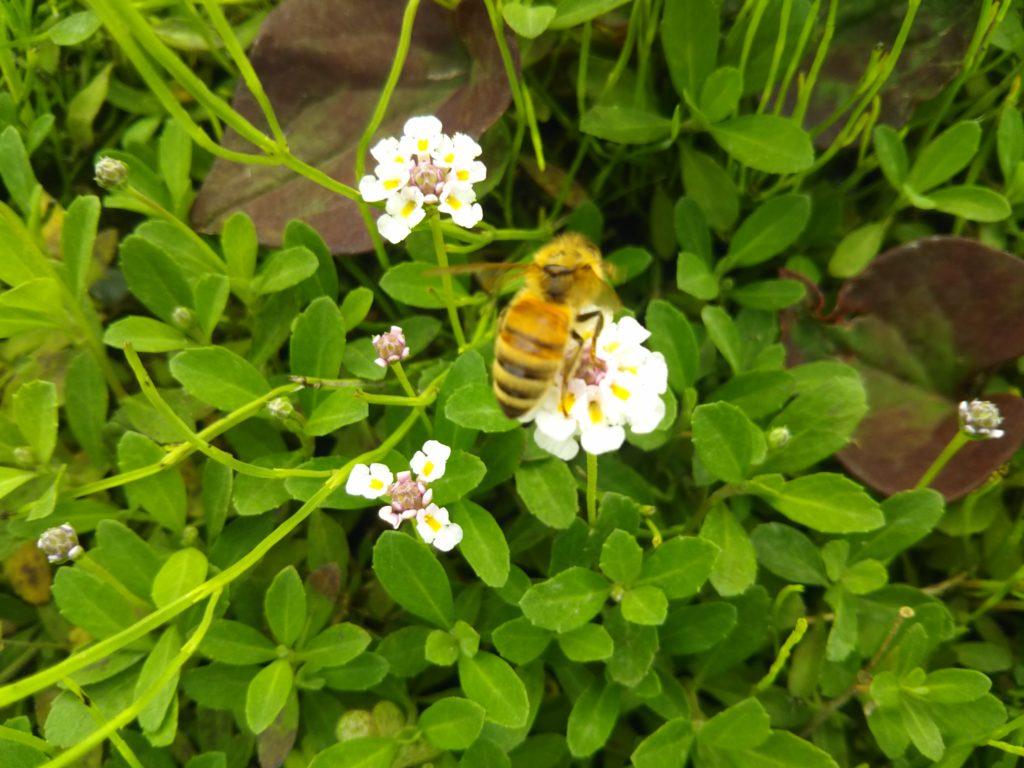 花の蜜を集めているミツバチです。