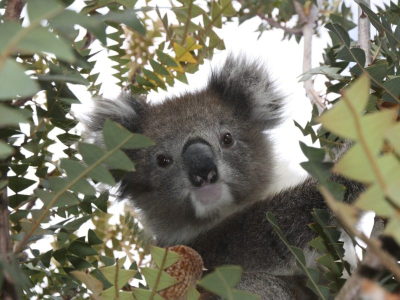 葉の間から顔をのぞかせるコアラです。