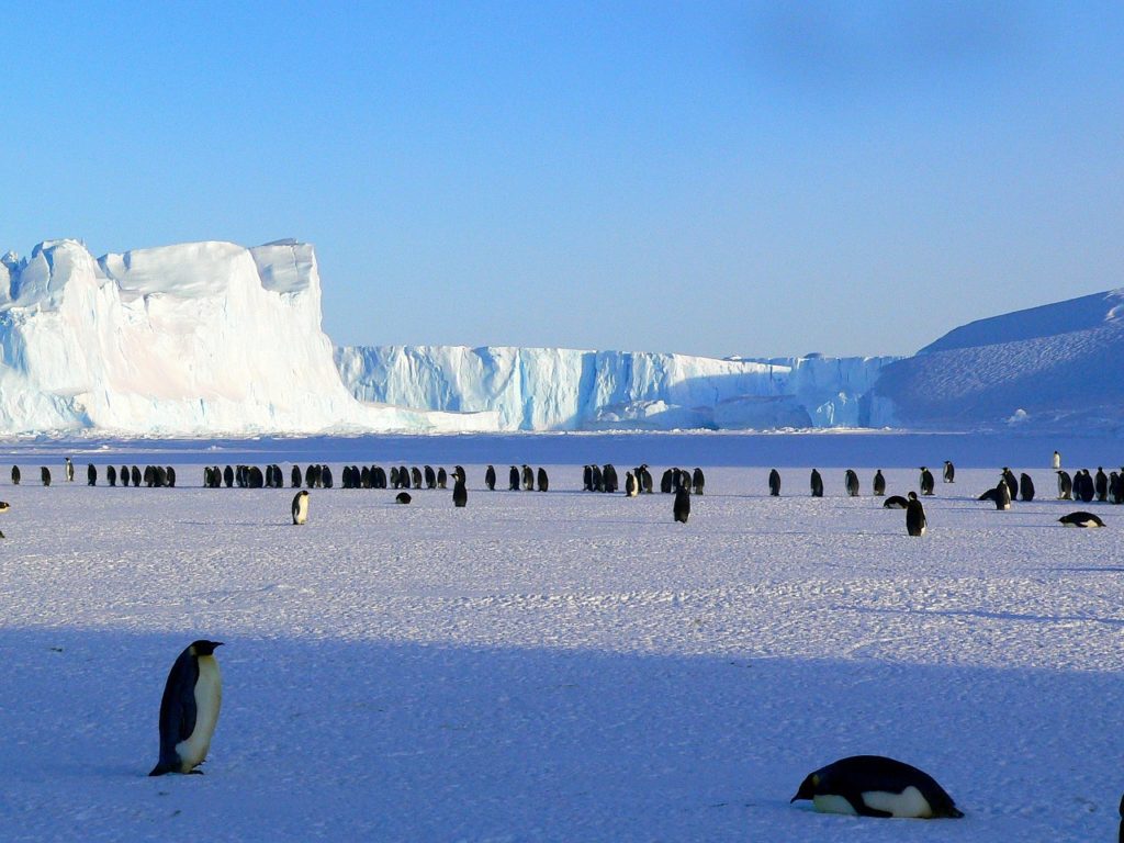 南極大陸とペンギンです。