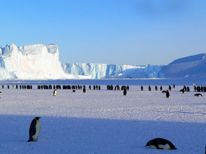 南極大陸とペンギンです。