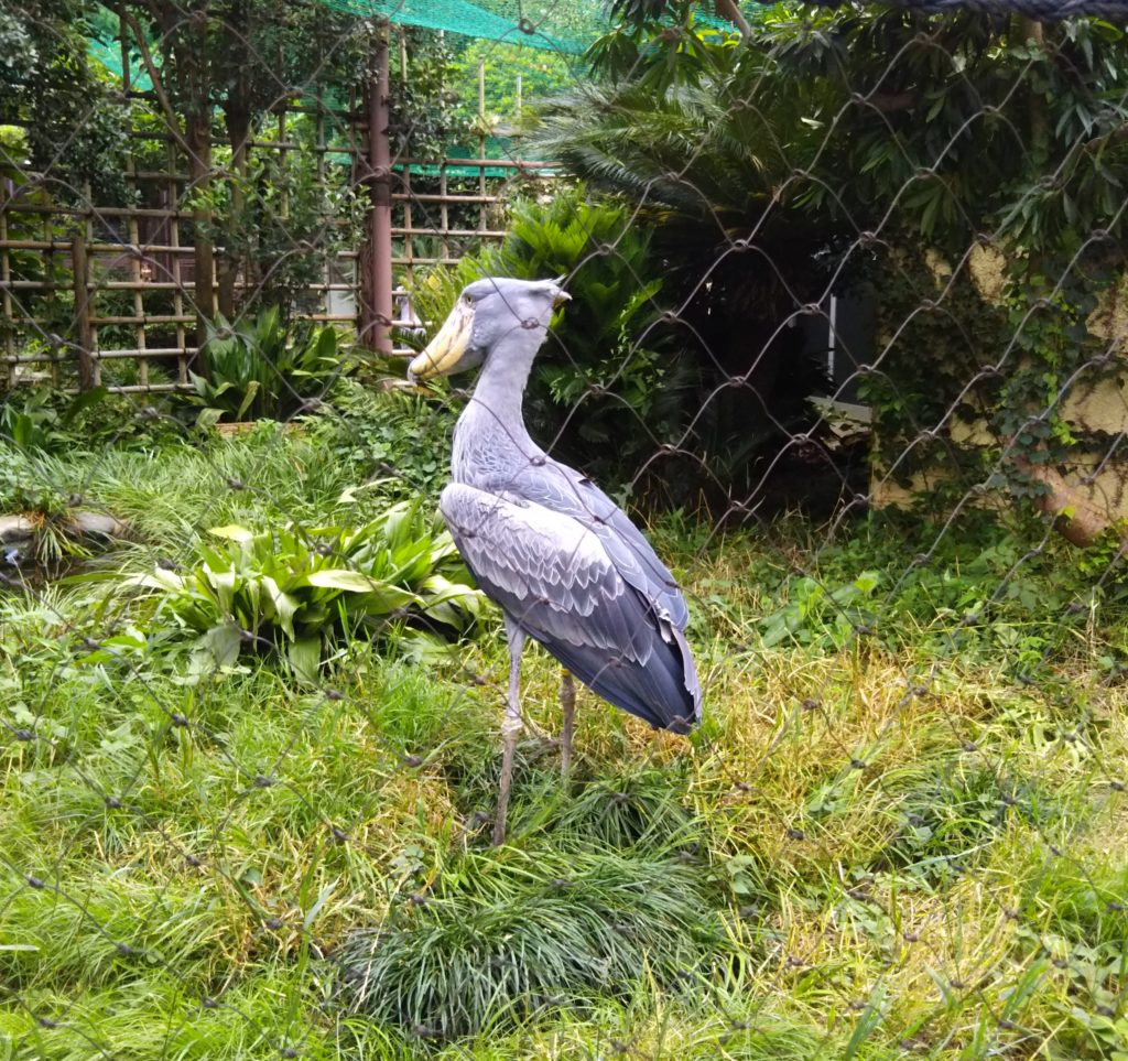上野動物園の動かない鳥、ハシビロコウです。