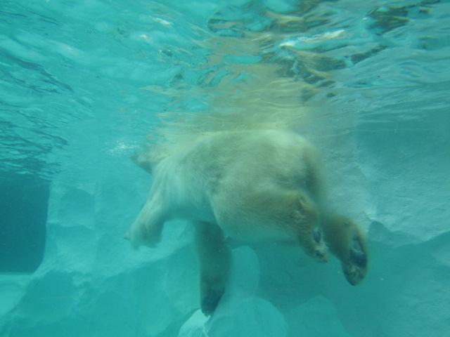 上野動物園の泳ぐホッキョクグマです。