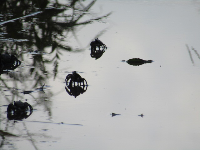 多摩川河口の茂みへと逃げ込む蟹たちです。