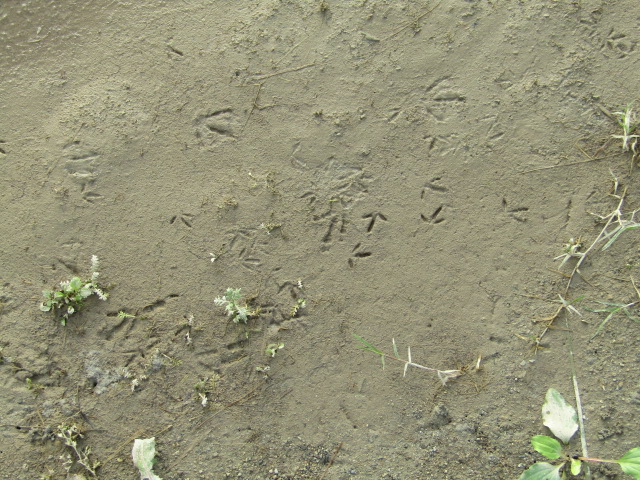 台風で多摩川大師橋緑地にできた水たまりのぬかるみにあった鳥の足跡です。
