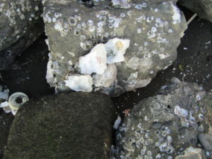 五十間鼻で見つけた石についていた牡蛎です。