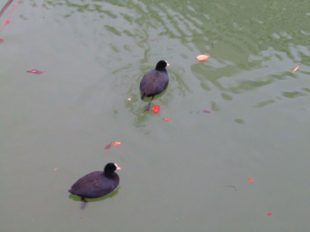 多摩川の六郷水門近くで泳いでいた水鳥です。