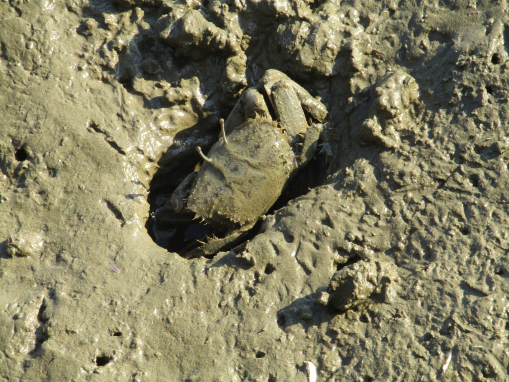 多摩川の干潟で穴から出てきた蟹です。
